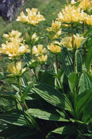 Gentiana burseri